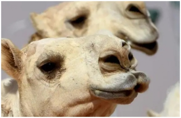 Օմանում 20 ուղտ որակազրկվել է գեղեցկության մրցույթից՝ կոսմետիկ միջամտության պատճառով